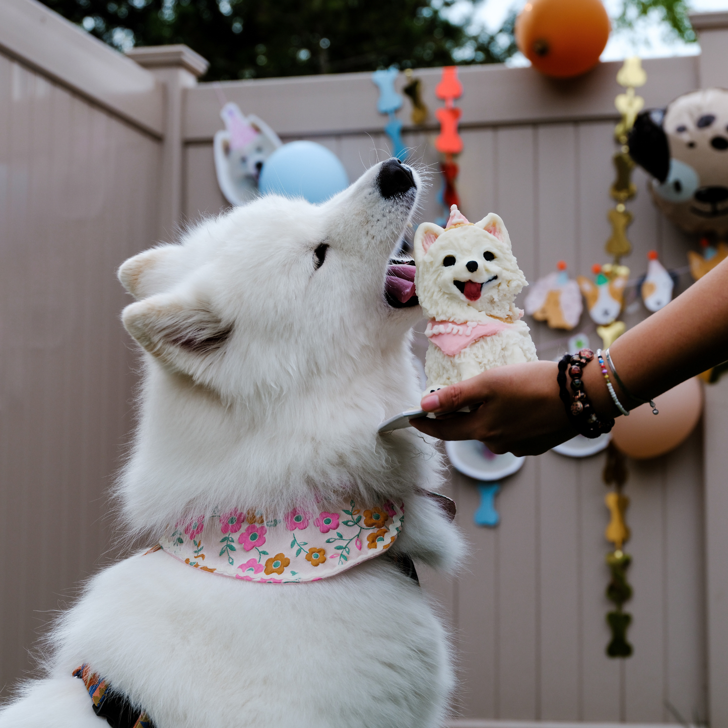 Party Pup Cake